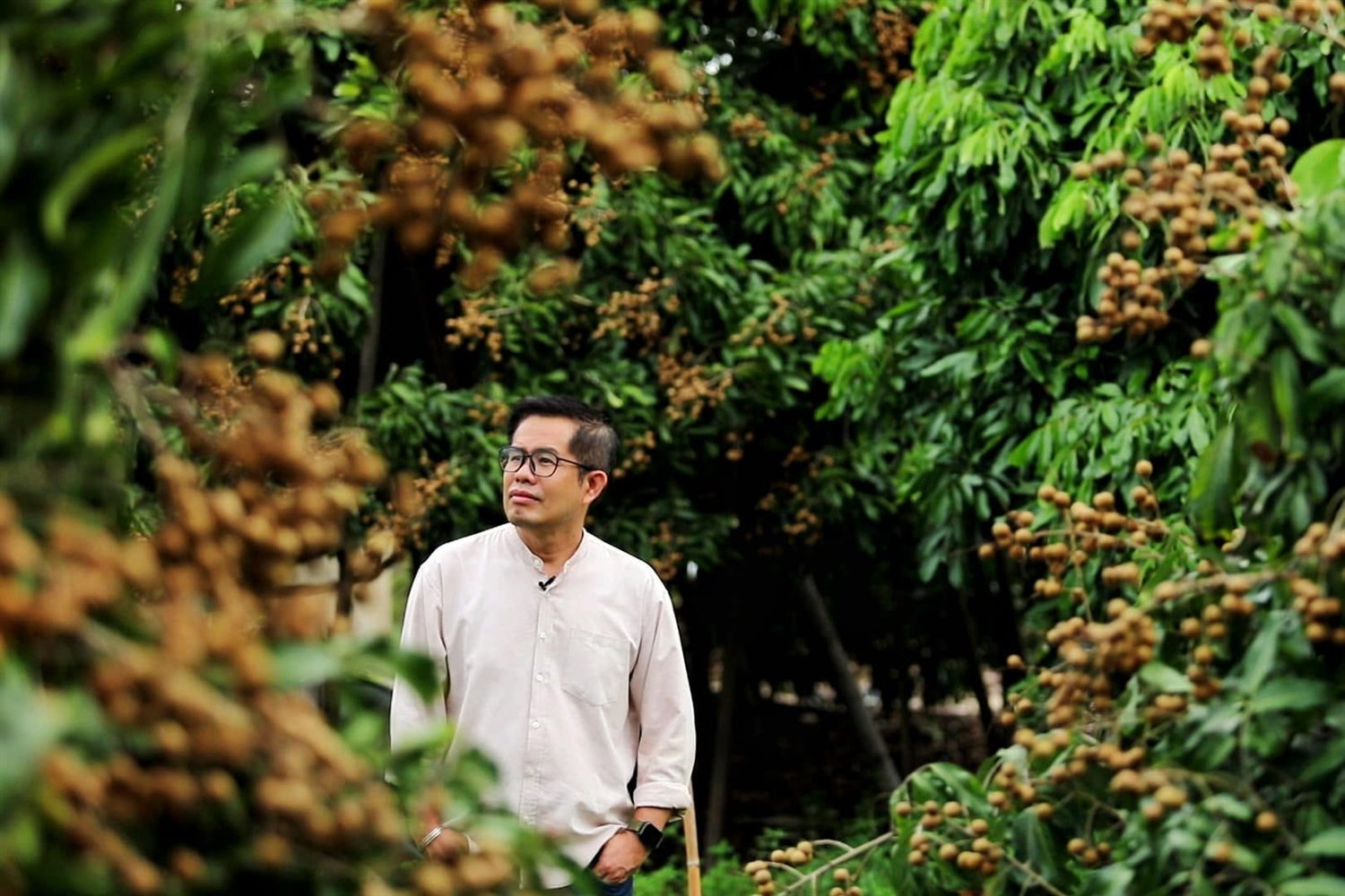 Longan orchard in Lamphun